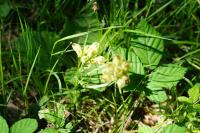 Primula veris