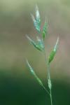 Bromus hordeaceus