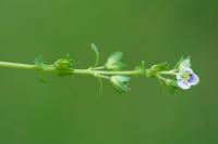 Veronica serpyllifolia