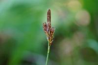 Carex tomentosa