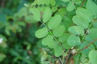 Robinia pseudoacacia