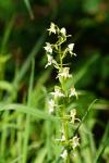 Platanthera chlorantha