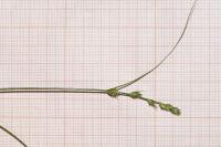 Carex leersii