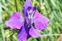 Delphinium ajacis