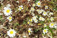 Anthemis cotula