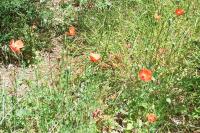 Papaver dubium