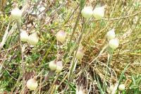Silene conica