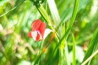 Lathyrus sphaericus