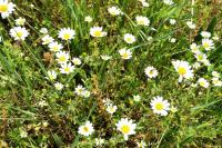 Anthemis cotula