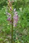 Orchis simia