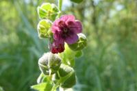 Cynoglossum officinale