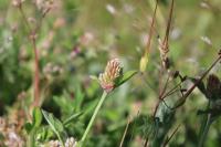 Trifolium striatum