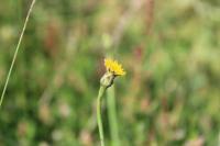 Hypochaeris glabra