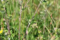 Potentilla neglecta