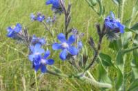 Anchusa officinalis