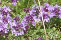 Thymus vulgaris