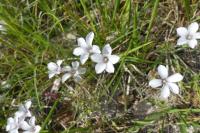 Linum appressum