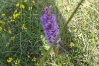 Gymnadenia conopsea