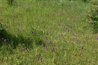 Anacamptis pyramidalis