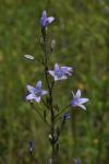 Campanula rapunculus