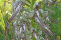 Himantoglossum hircinum