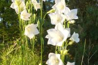 Campanula persicifolia
