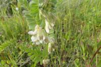 Vicia pannonica