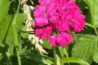 Dianthus barbatus