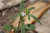 Chaenorhinum minus
