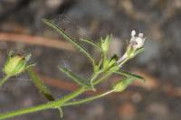 Chaenorhinum minus