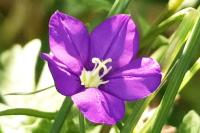 Legousia speculum-veneris