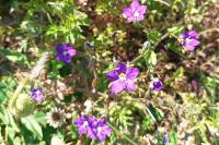 Legousia speculum-veneris