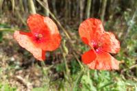 Papaver rhoeas