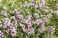 Thymus