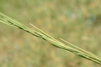 Turritis glabra