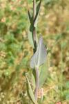 Turritis glabra