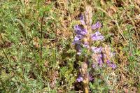 Orobanche cernua