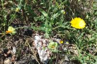 Calendula arvensis