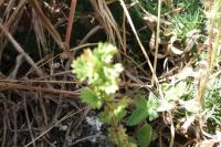 Aphanes arvensis
