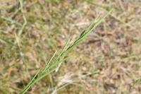 Brachypodium rupestre