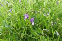 Vicia bithynica