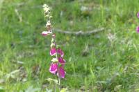 Digitalis purpurea