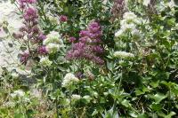 Centranthus ruber