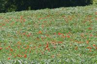 Papaver rhoeas