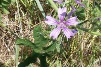 Malva sylvestris