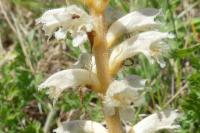 Orobanche