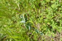 Blackstonia perfoliata