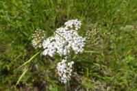 Achillea millefolium