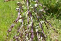 Himantoglossum hircinum