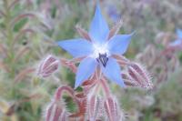 Borago officinalis